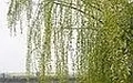 071657s2o3hw30l2hjhvgv.jpg.thumb.jpg