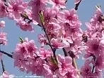 065700j53ak4gudvknv3dn.jpg.thumb.jpg